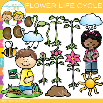 Preview of Spring and Summer Flower Plant Life Cycle Science and Sequencing Clip Art