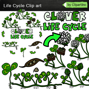 Preview of Shamrock Flower Life Cycle Clip Art - Clover Clip ART