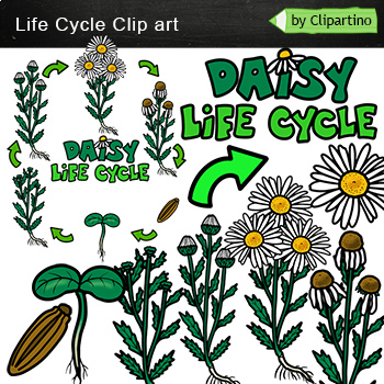 Preview of Flower Life Cycle Clip Art - Daisy Clip ART