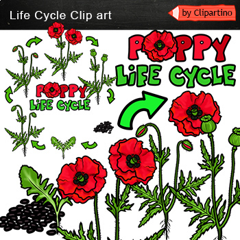 Preview of Flower Life Cycle Clip Art - Poppy Clip ART