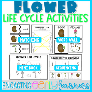 Preview of Flower Life Cycle Printable Word Wall & Activities | Preschool PreK Kindergarten