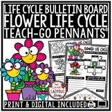 Flower Life Cycle of a Plant Activity Science Bulletin Boa
