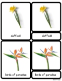 Flowers Montessori Three-Part Cards & Lesson, compatible w