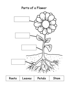Flower Parts 1st Grade by Wise Beginnings | TPT