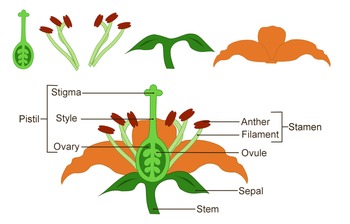 Flower Parts Clipart Science Diagram, Labeled and ...