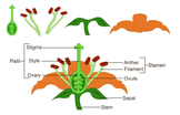Flower Parts Clipart Science Diagram, Labeled and Unlabeled