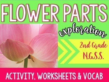 Preview of Flower Parts Exploration- 2nd Grade (NGSS-2-LS2-1) (Structure & Function)