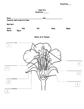 Flower Parts Study Guide by Todd Wertz | Teachers Pay Teachers