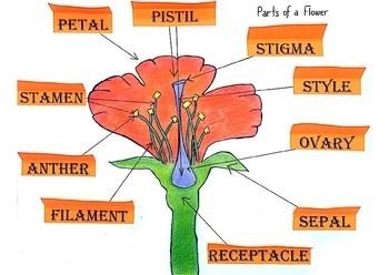 Preview of Flower Parts Study Guide