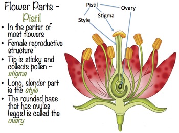 Flower Parts and Functions by mrsburny | Teachers Pay Teachers diagram compound subject worksheets 