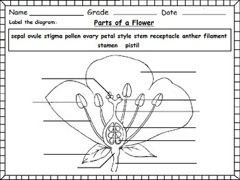flower parts of a flower worksheets by kids learning