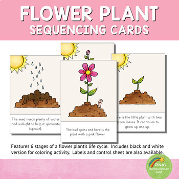 Flower Plant Life Cycle Sequencing Cards and Posters by Pinay