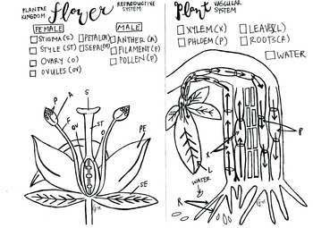 Preview of Flower Reproduction coloring sheet and Xylem and Phloem