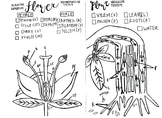 Flower Reproduction coloring sheet and Xylem and Phloem