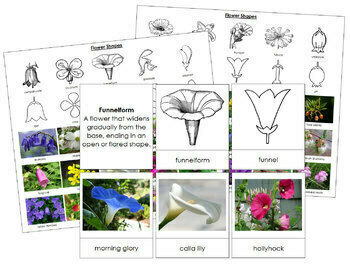 Types Of Flower With Pictures & Examples: Free Botany Lesson