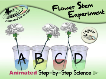 Preview of Flower Stem Experiment - Animated Step-by-Step Science  - Regular