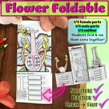 Preview of Flower Structure Foldable Activity