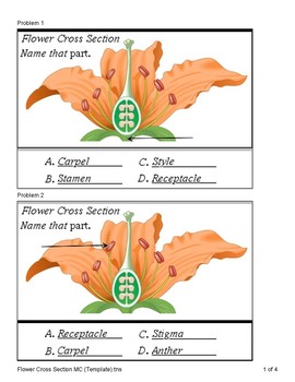Preview of Flower Structure (Quiz)
