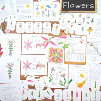 Preview of Flower Unit: botany and floral anatomy curriculum & materials