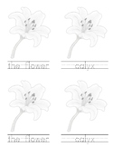 Flower: Workbook Montessori Botany Nomenclature, dotted lines