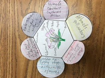 Preview of Flower structure foldable vocab