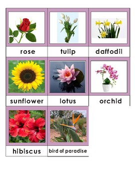 Flower Types - Toob By Inspiration Early Learner | Tpt