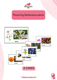 Flowering Herbaceous plants - Montessori Botany - Montessori 911