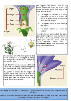 Care of Flowering Gift Plants in the Home [fact sheet]