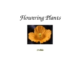 Flowering Plants - PowerPoint