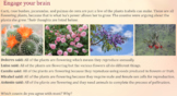 Flowering Versus Nonflowering Plants - Encanto Themed