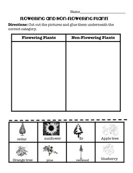 flowering and non flowering plants cut and paste activity tpt