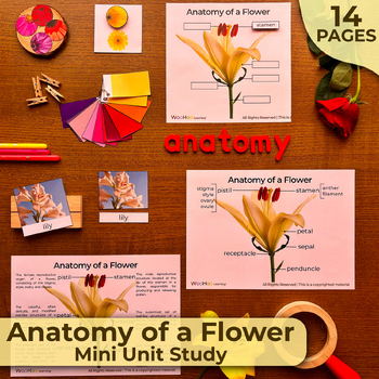 Preview of Flowers Anatomy, Parts of a Flower, Flower Parts