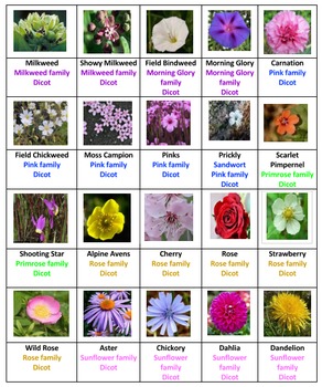 Flowers Bingo Volume 3 by Ah - Ha Lessons | TPT