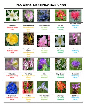 Flowers Bingo Volume 1 by Ah - Ha Lessons | TPT