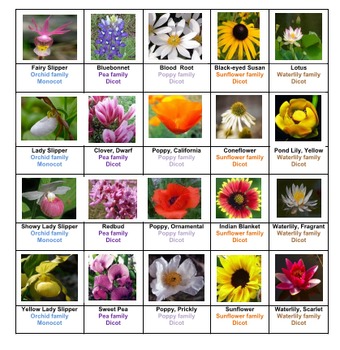 Flowers Bingo Volume 1 by Ah - Ha Lessons | TPT