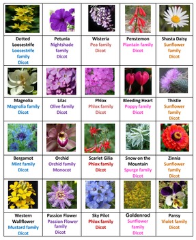 Flowers Bingo Volume 2 by Ah - Ha Lessons | Teachers Pay Teachers