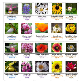 Flowers Crossword Puzzles Vol 1 by Ah Ha Lessons TPT