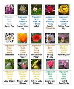 Flowers Pictominoes Volume 1 by Ah - Ha Lessons | TPT