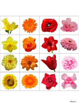 Flowers Sort by Color Activity for Special Education | TPT