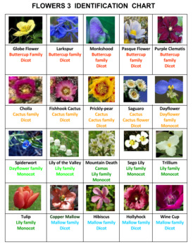 Flowers Word Search Puzzles -- Set 3 by Ah - Ha Lessons | TPT