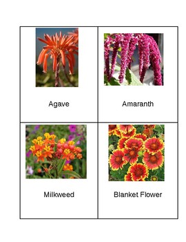 Preview of Flowers of Florida Nomenclature Cards