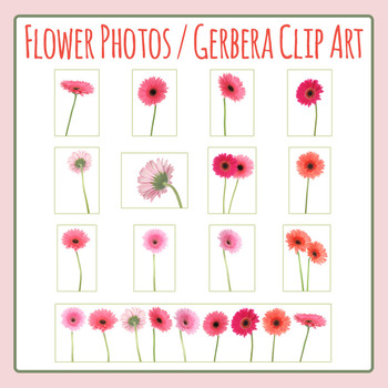 pink gerber daisy clip art