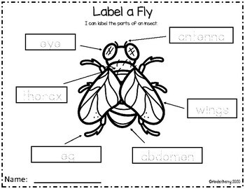 Fly Life Cycle Activities Mini Unit by KinderBerry | TpT