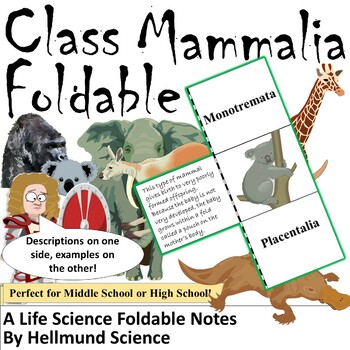 mammalia class
