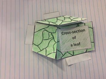 Preview of Foldable, Foldable 3D cross section of a leaf. Photosynthesis and adaptations.