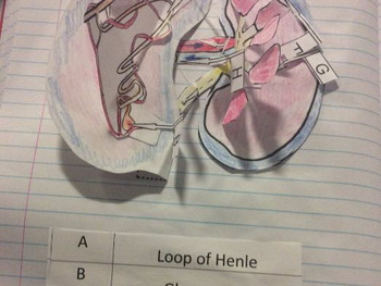 Preview of Foldable Interactive kidney dissection. Create & label a model kidney