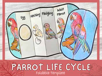 Preview of Foldable Parrot Life Cycle Learning Activity For Kids | PDF Download