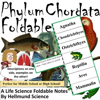 phylum chordata examples of organisms