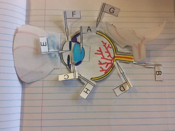 Preview of Foldable, interactive eye dissection.