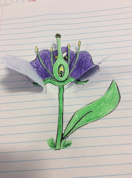 Preview of Foldable, interactive notebook parts of the flower, flower reproduction